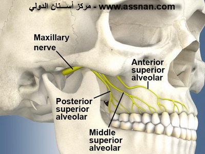 أعصاب الأسنان في الفك العلوي