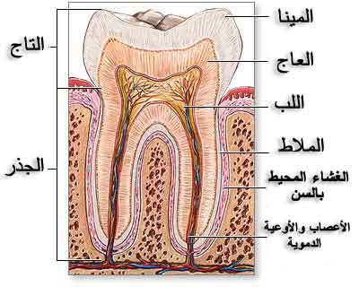 صورة تشريح الأسنان
