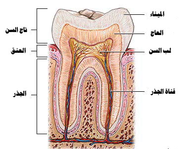 تشريح الأسنان