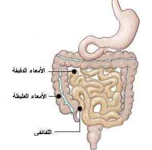 الجهاز الهضمى